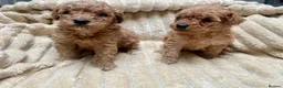 Mixed Breed dogs for sale: 2 adorable miniature poodles  - Advert 1