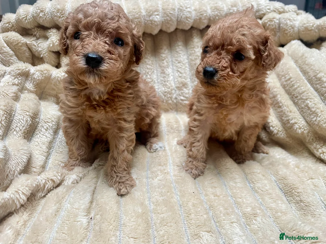 Mixed Breed dogs for sale: 2 adorable miniature poodles  - Advert 1