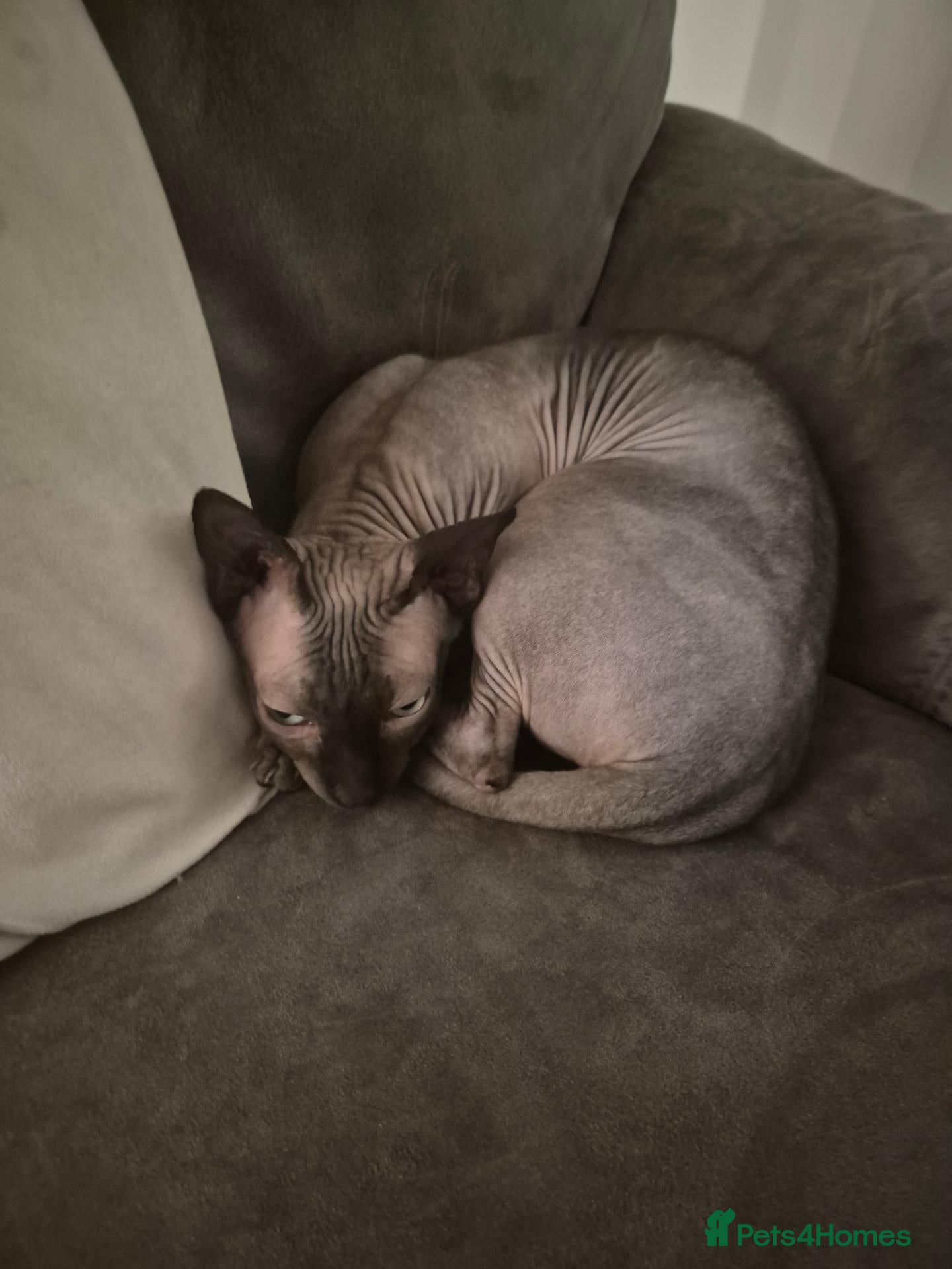 Sphynx cats for sale: Male sphynx  - Advert 4