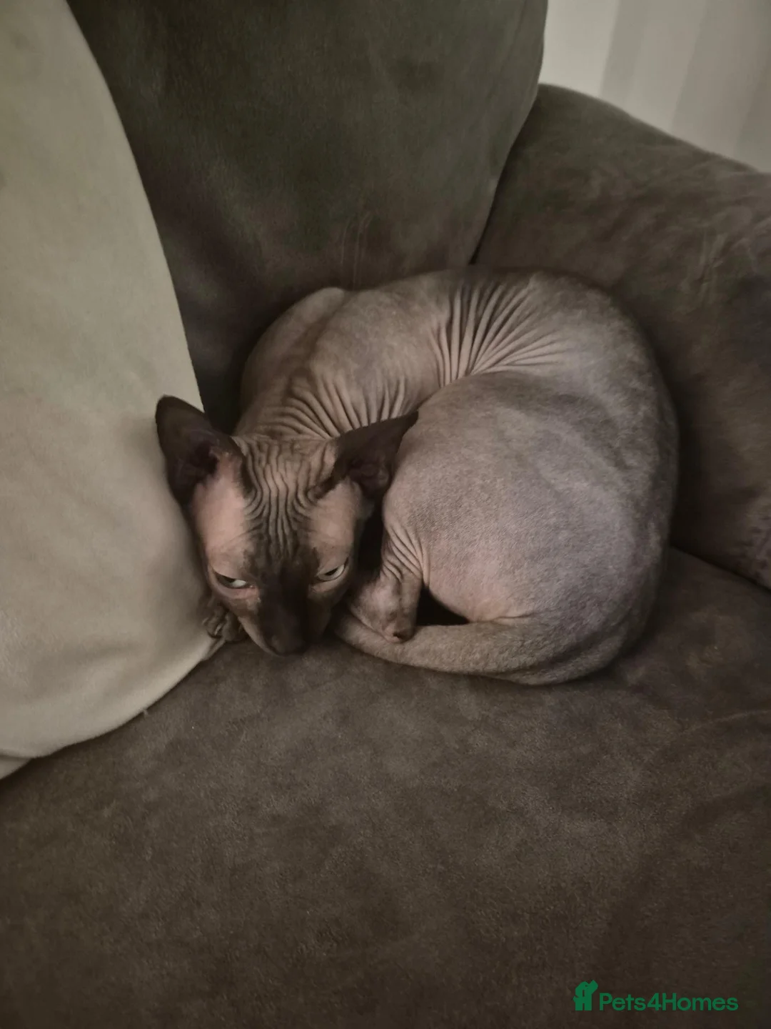 Sphynx cats for sale: Male sphynx  - Advert 1