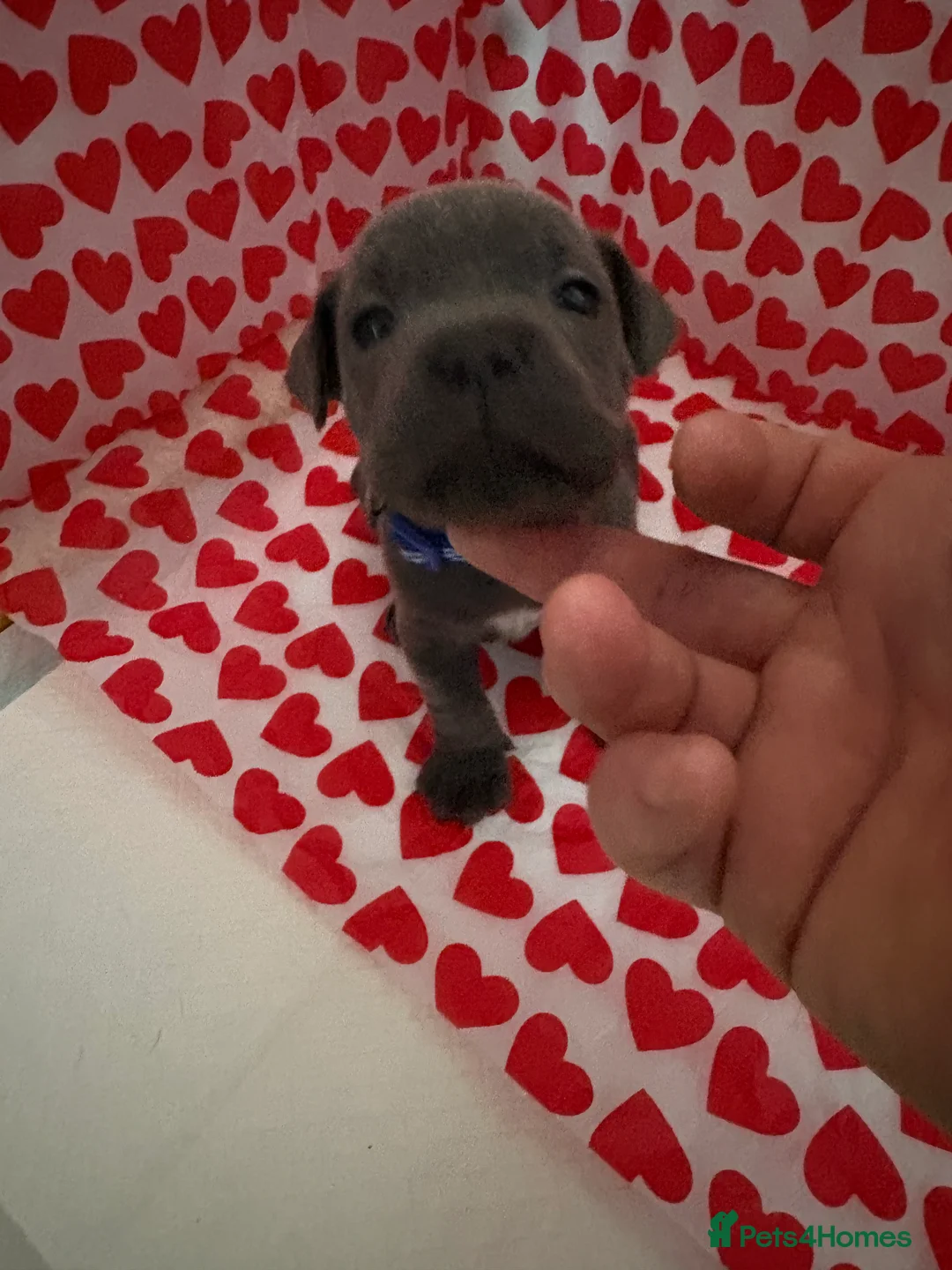 Staffordshire Bull Terrier dogs for sale: Blue staffy puppies, kent - Advert 17
