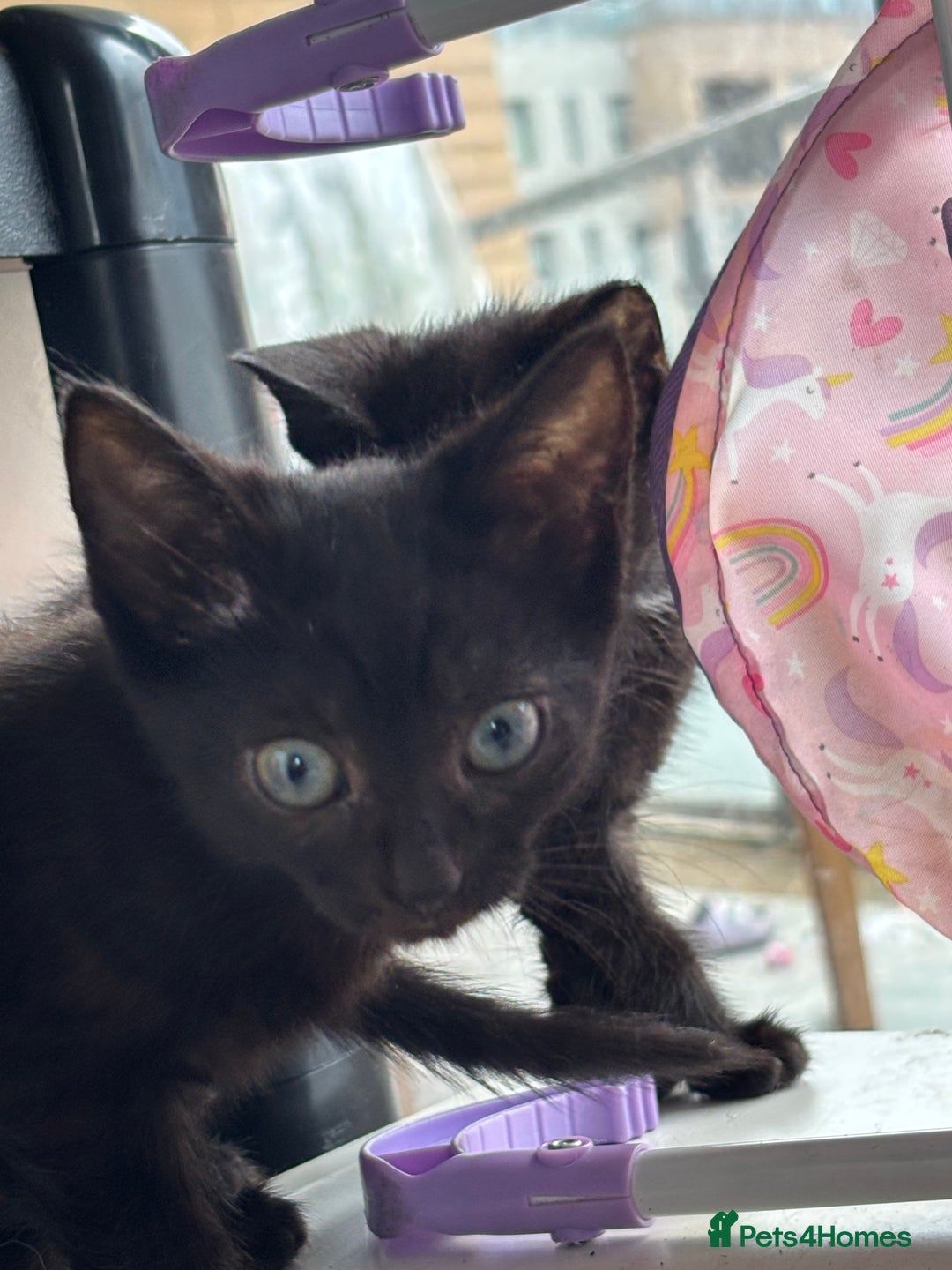 Domestic Shorthair cats for sale: Kittens for sale  - Image 19