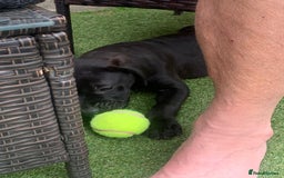 Presa Canario dogs for sale: Presa canario puppies ready now 2 boys 1 girl left - Image 5