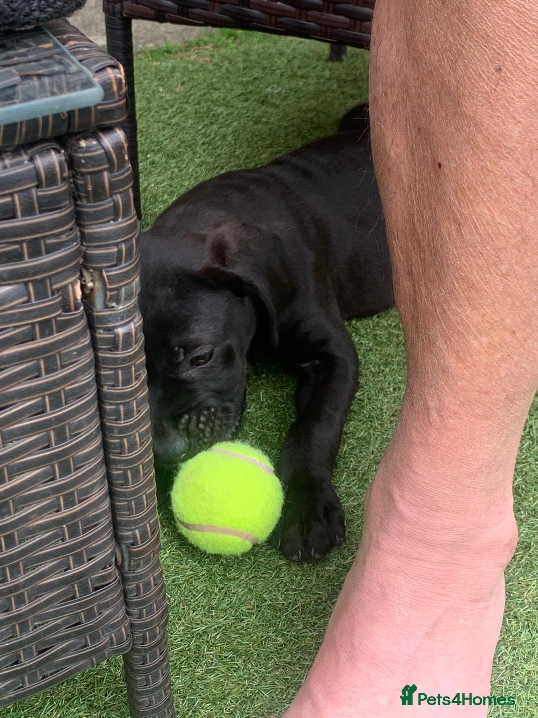 Presa Canario dogs for sale: Presa canario puppies ready now 2 boys 1 girl left - Image 5