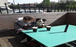 Border Collie dogs for stud: Boris/ 2.5 years old/ KC/ISDS member/Tricolor. - Image 7