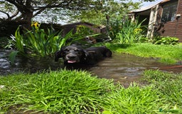 Bloodhound dogs for sale:  Esther, six-year-old female bloodhood - Image 1