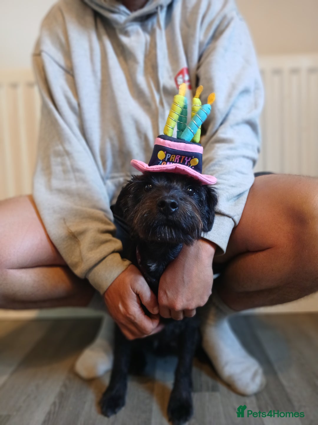 Patterdale Terrier dogs for sale: Puppy for rehoming  - Image 2