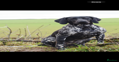 German Shorthaired Pointer dogs - Advert 5