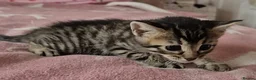 Mixed Breed cats for sale: Bengal x Russian Blue kittens - Advert 10