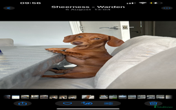 Miniature Dachshund dogs for sale: 8 month old miniature dachshund  - Image 3