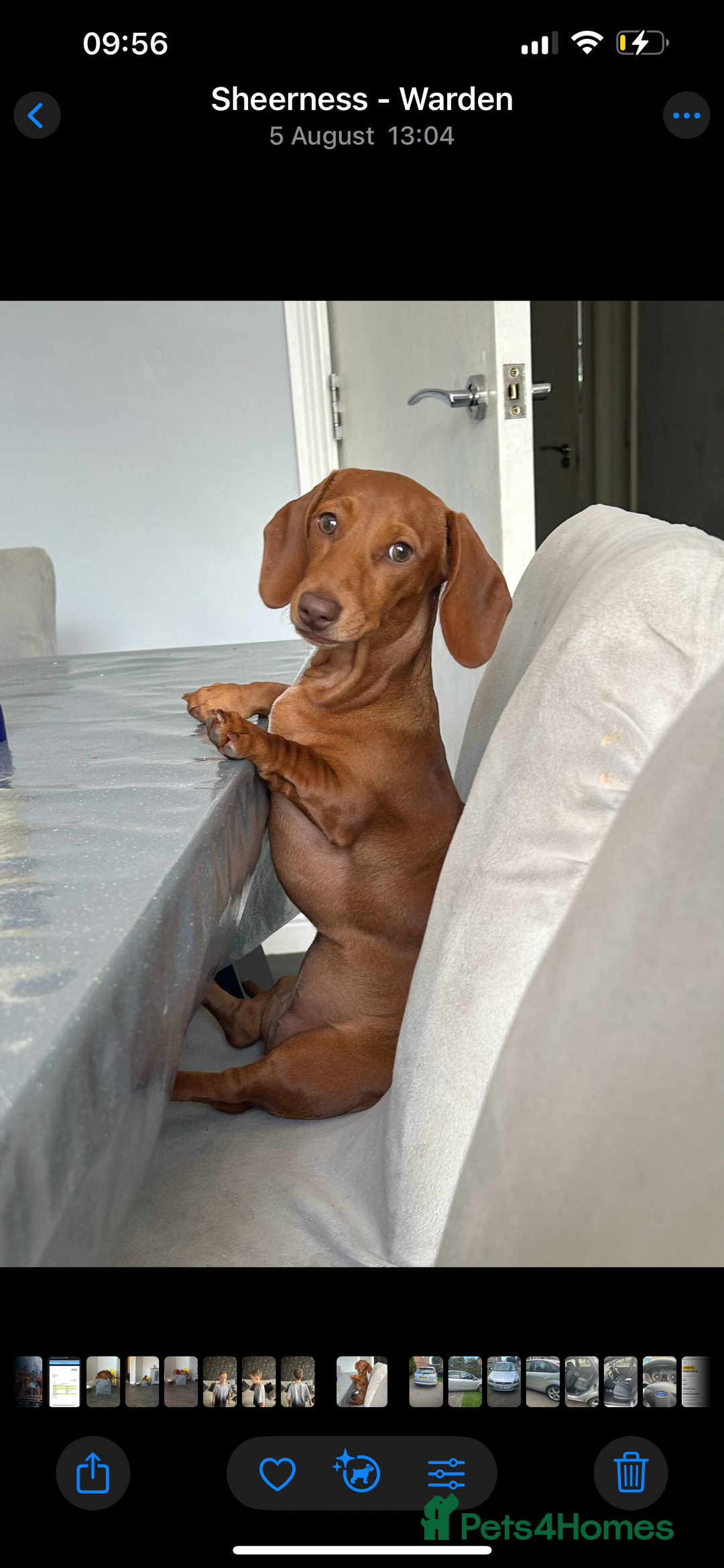 Miniature Dachshund dogs for sale: 8 month old miniature dachshund  - Image 3