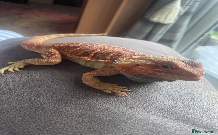 Bearded Dragon reptiles - Advert 3