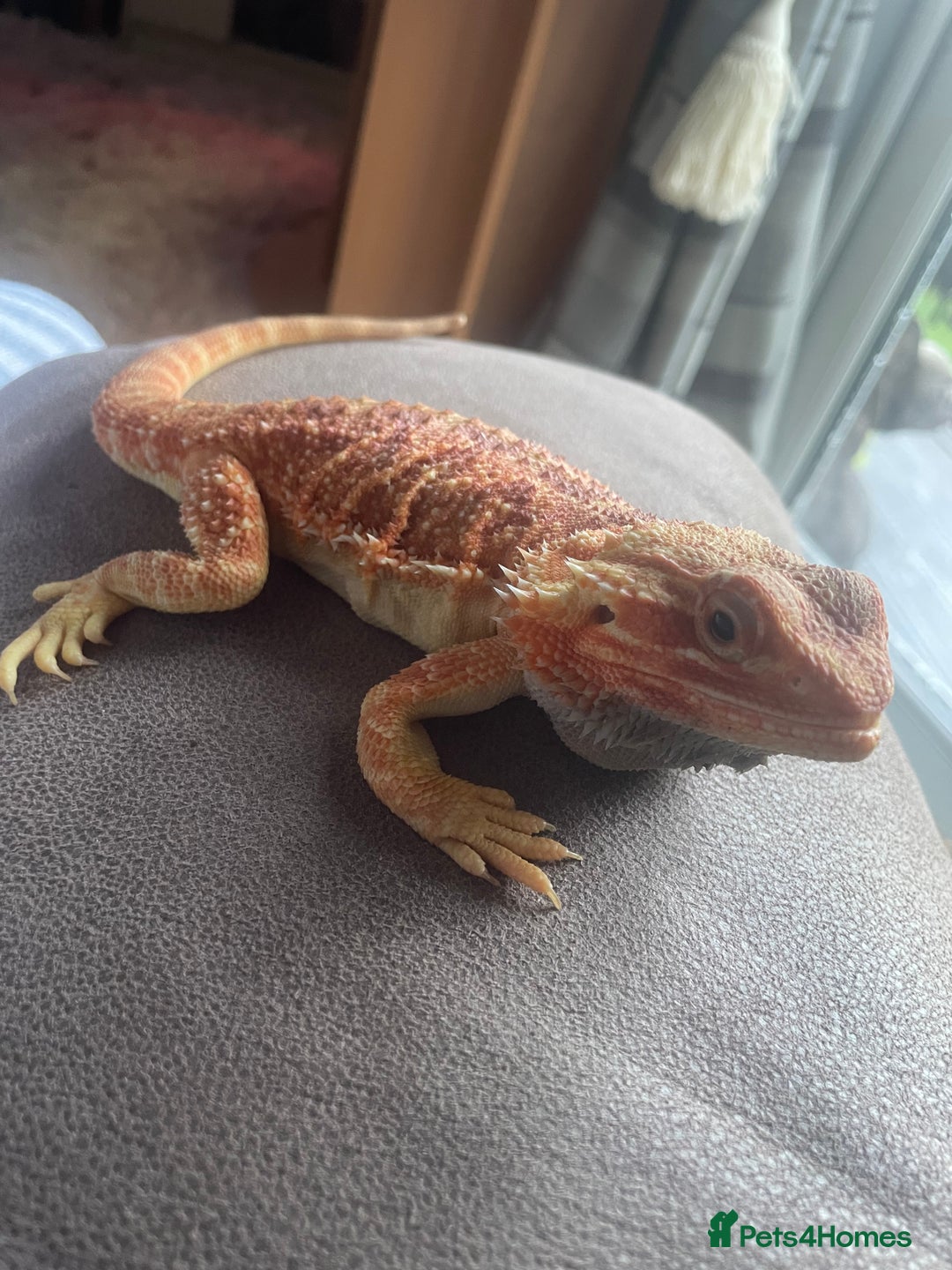 Bearded Dragon reptiles for sale: Beared dragon citrus  - Image 1