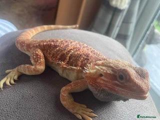 Bearded Dragon reptiles - Advert 16