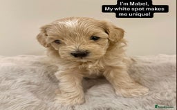 Maltipoo dogs for sale: Adorable F1B Merle** Maltipoo Puppies for sale - Image 9
