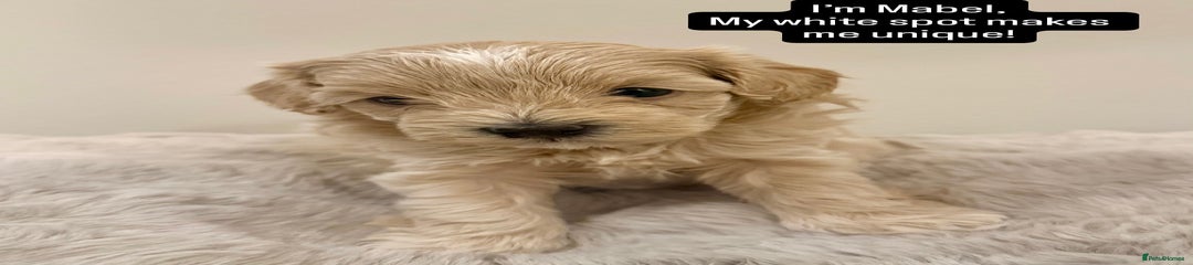Maltipoo Puppy 4