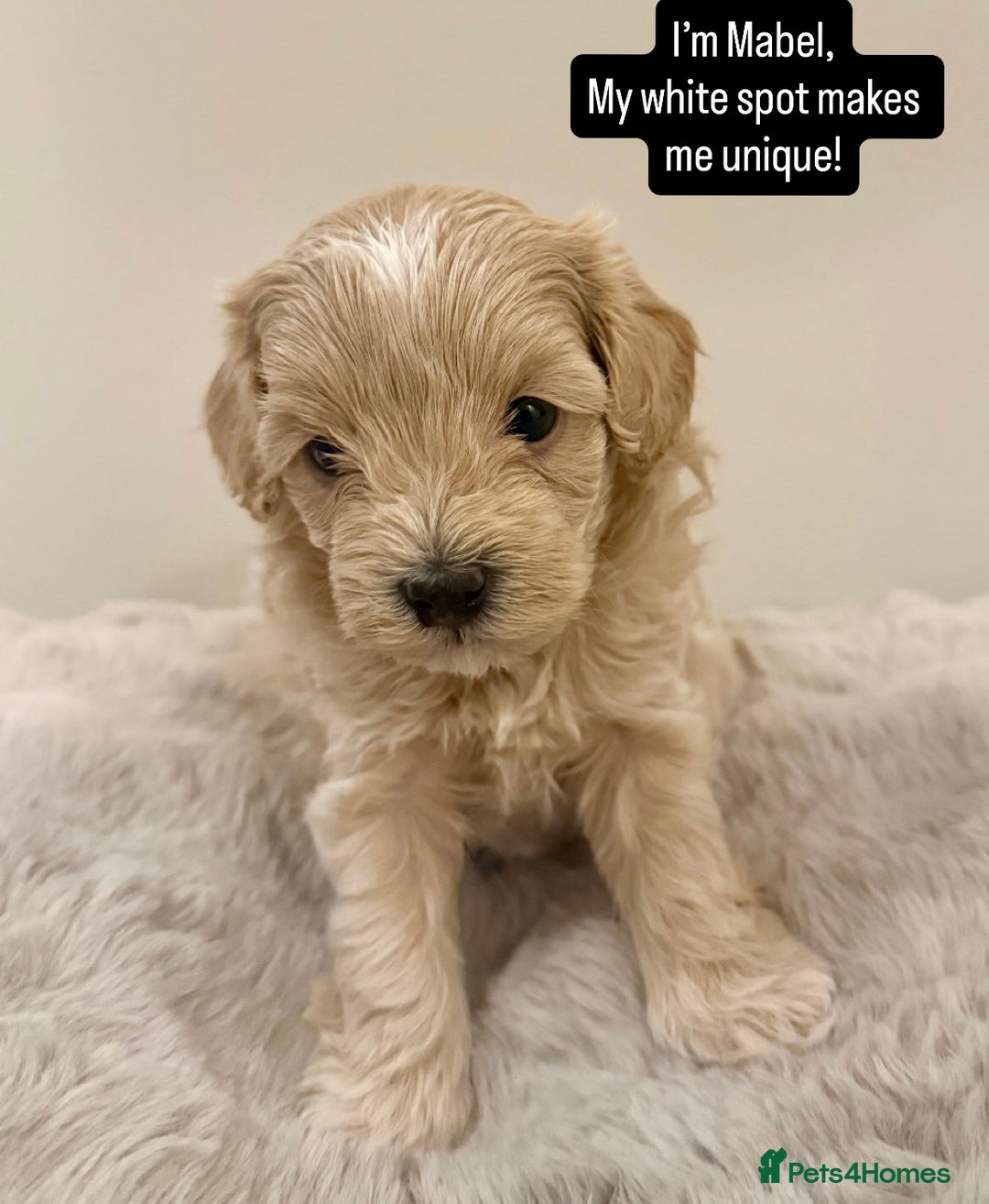 Maltipoo dogs for sale: Adorable F1B Merle** Maltipoo Puppies for sale - Image 9