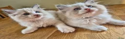 Ragdoll cats for sale: Ragdoll kittens GCCF regsitered - Advert 14