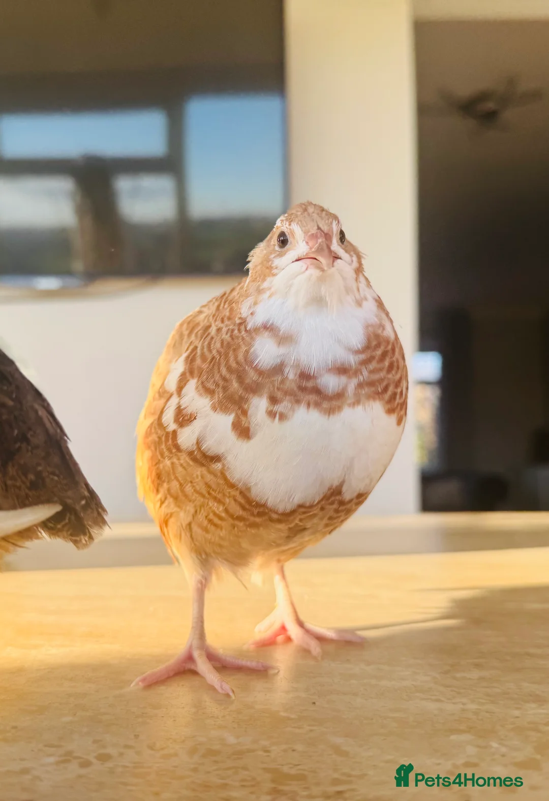 Quail poultry for sale: Pure Blue Celadon Coturnix Quail eggs  - Advert 5