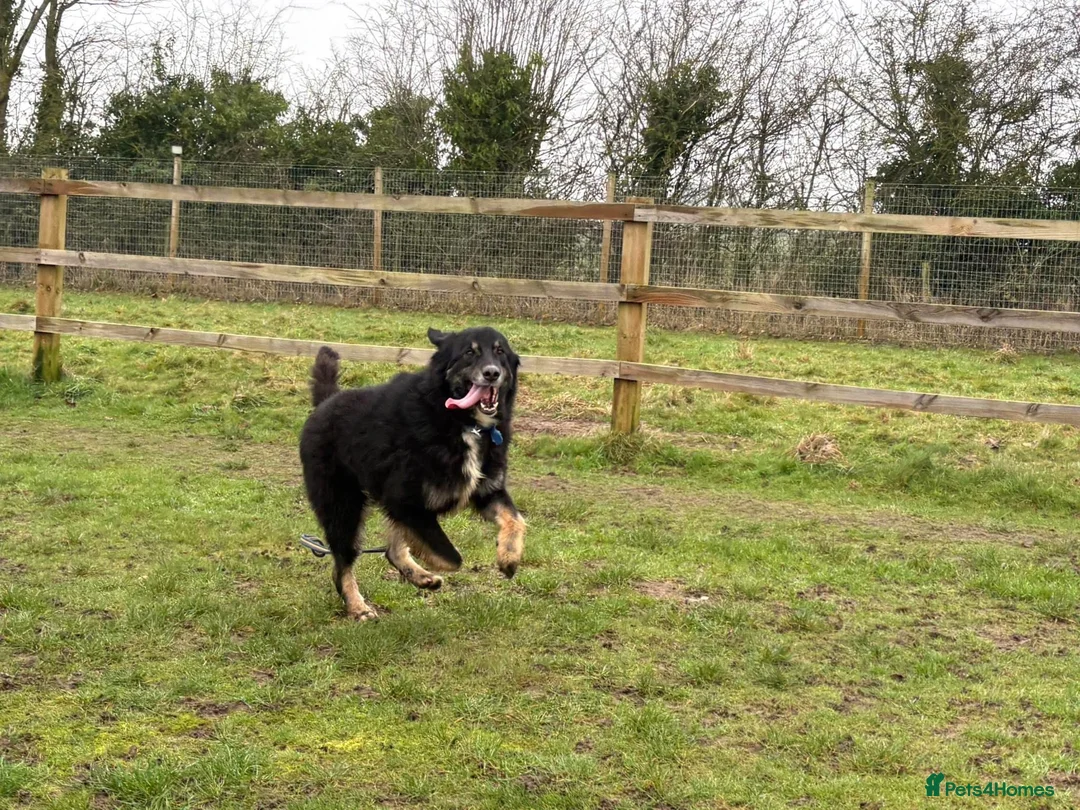 Mixed Breed dogs for adoption: Waffle - Norwich Norfolk  - Advert 23