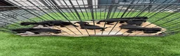 Mixed Breed dogs for sale: King Charles cavalier x paterdale in Accrington - Advert 7