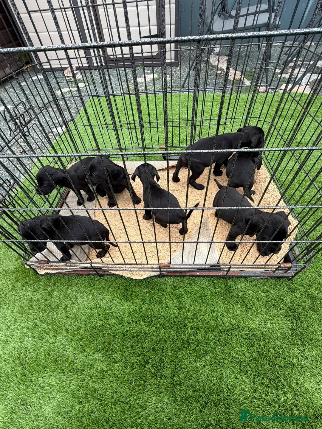 Mixed Breed dogs for sale: King Charles cavalier x paterdale in Accrington - Advert 7