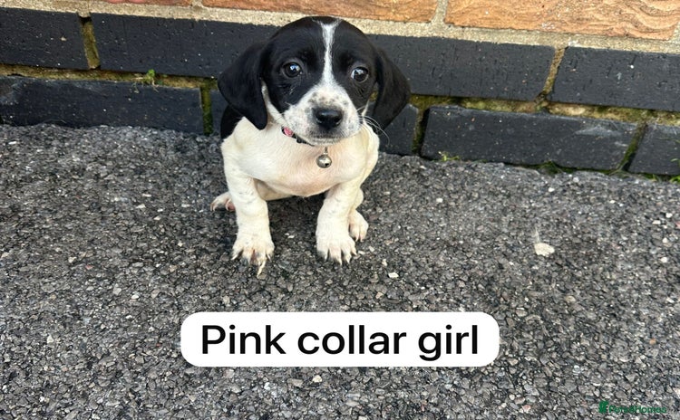 Mixed Breed dogs - Advert 3