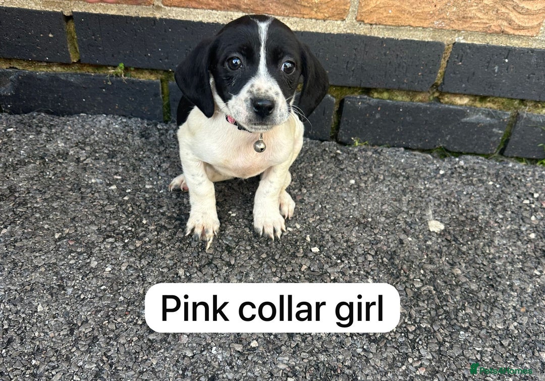 Mixed Breed dogs for sale: Beautiful litter of cocker Jacks - Image 1
