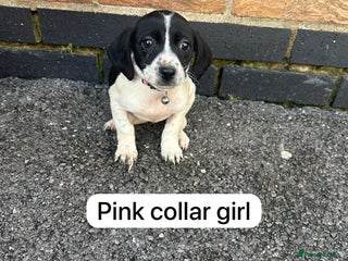 Mixed Breed dogs - Advert 2