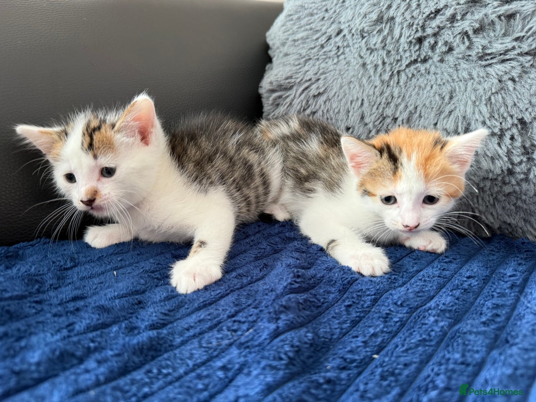 Mixed Breed cats for sale: Adorable Kittens Ready for Their Forever Homes!  - Image 5