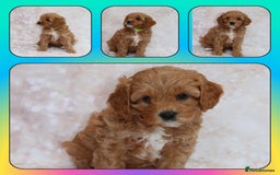 Cavapoo dogs for sale: Cavapoo  - Image 5