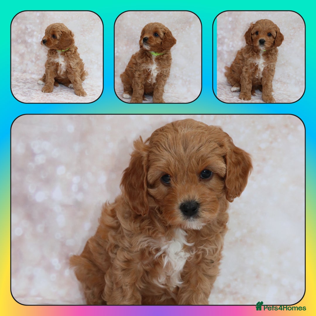 Cavapoo dogs for sale: Cavapoo  - Image 5