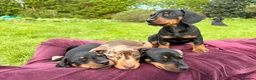 Miniature Dachshund dogs for sale: Baby Girl Mabel - Miniature Dachshund  - Advert 13