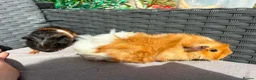 Guinea Pig rodents for sale: Sows  - Advert 5