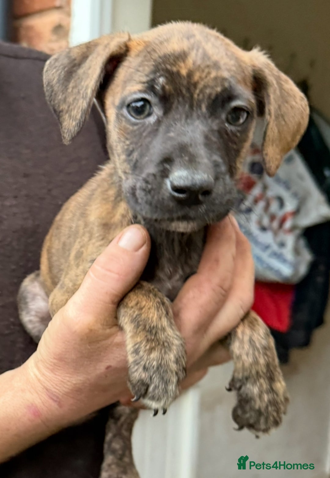 Mixed Breed dogs for sale: American bully pups ready NOW!!!!!! - Advert 19