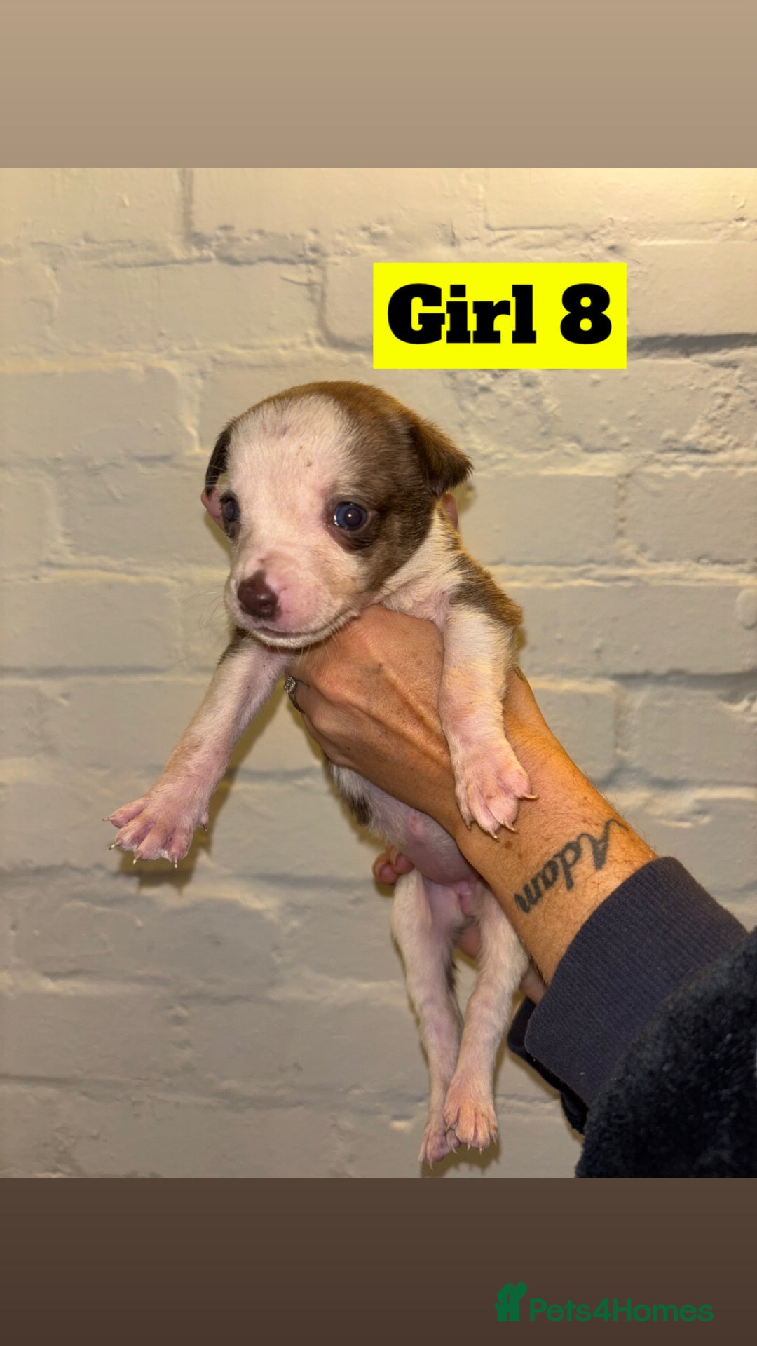 Mixed Breed dogs for sale: Beautiful Border collie/kelpie X staff cross pups - Image 20