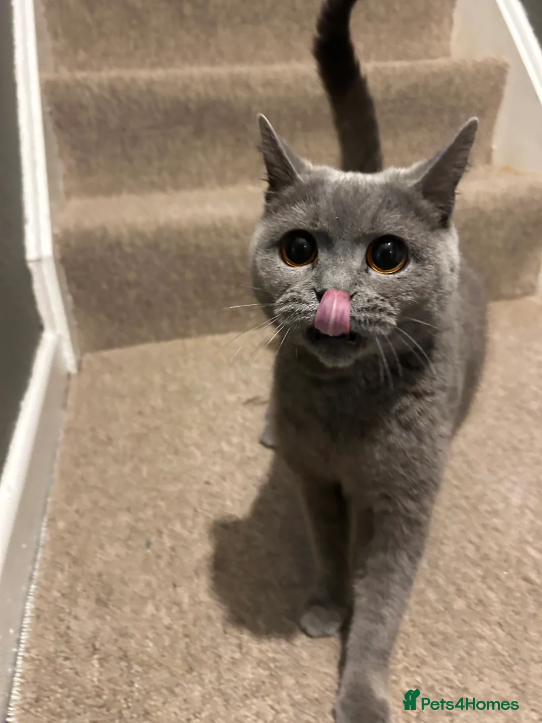 Mixed Breed cats for sale: British shorthair cross  - Advert 1