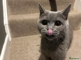 Mixed Breed cats British shorthair cross - Advert 7