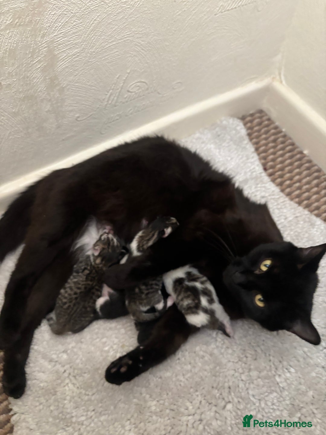 Mixed Breed cats for sale: 5 newborn kittens available - beautiful markings - Image 1