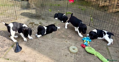 English Springer Spaniel dogs in Leyburn - Advert 2
