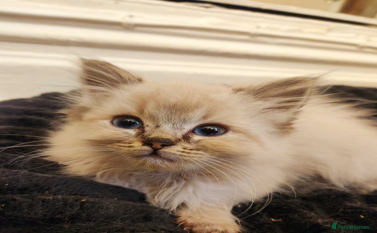 Ragdoll cats Ready now 2 girls 1 boy x - Advert 12