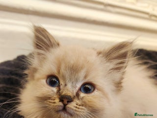 Ragdoll cats Ready now 2 girls 1 boy x - Advert 3