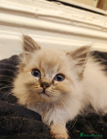 Ragdoll cats Ready now 2 girls 1 boy x - Advert 12