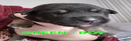 Mixed Breed dogs for sale: Kelpie x Collie Puppies - Advert 7