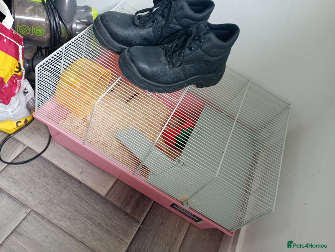 Hamster rodents for sale: Baby hamster and cage for sale  - Advert 4