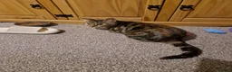 Mixed Breed cats for sale: Gorgeous fluffy tabby kittens! - Advert 18