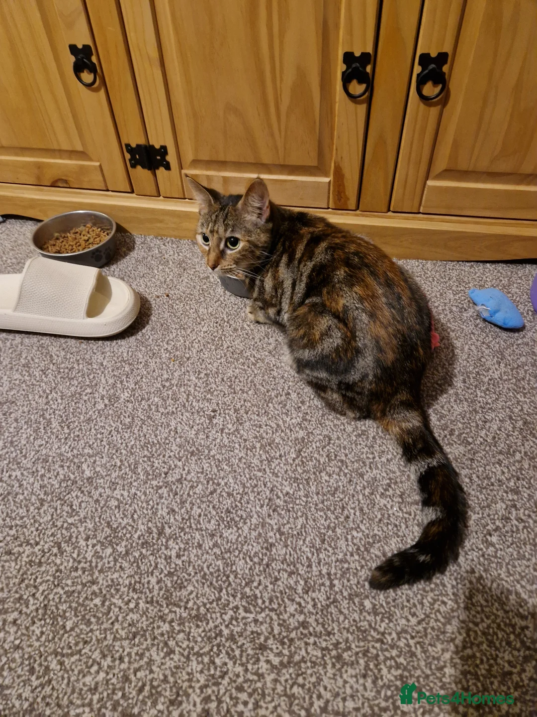 Mixed Breed cats for sale: Gorgeous fluffy tabby kittens! - Advert 18