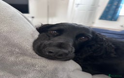 Cocker Spaniel dogs for sale: 4 year old Male Working Cocker Spaniel - Image 5