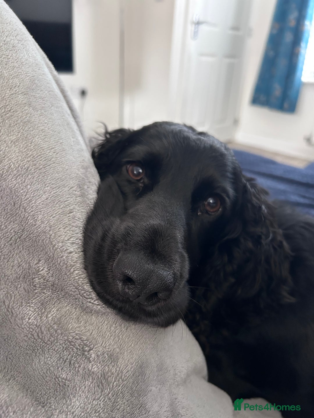 Cocker Spaniel dogs for sale: 4 year old Male Working Cocker Spaniel - Image 5