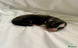Australian Shepherd dogs for sale: Miss Julie Duckworth - Image 11
